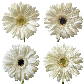 Gerbera Daisy White Standard Wholesale Flower Blooms