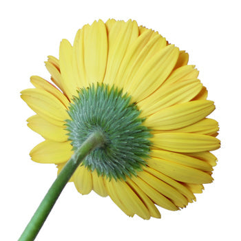 Sherbert Orange Gerbera