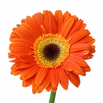 Sherbert Orange Gerbera