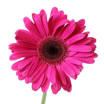 Unique Pink Gerbera Daisy