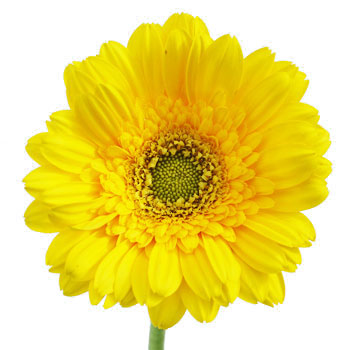 Mini Gerbera Daisies Biscuit Yellow
