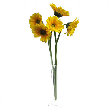 Mini Gerbera Daisies Biscuit Yellow