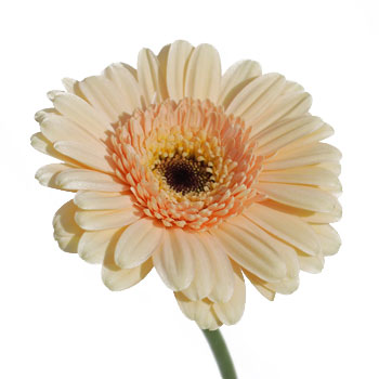 Mini Gerbera Daisies Blush Peach