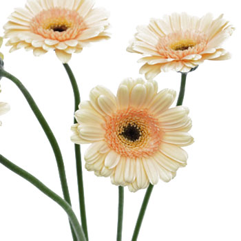 Mini Gerbera Daisies Blush Peach