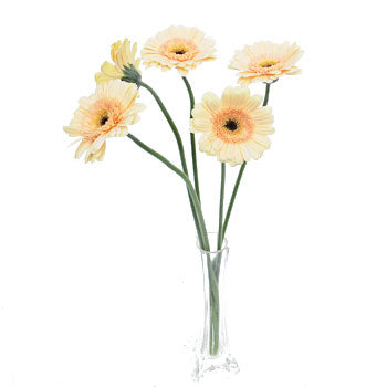 Mini Gerbera Daisies Blush Peach