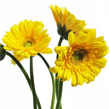 Mini Gerbera Daisies Biscuit Yellow