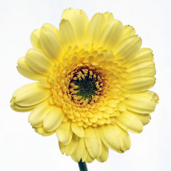 Mini Gerber Daisies Ophir Yellow