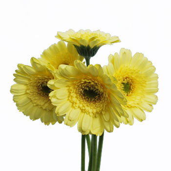 Mini Gerber Daisies Ophir Yellow