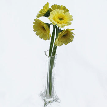Mini Gerber Daisies Ophir Yellow