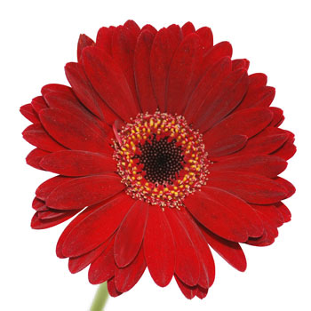 Mini Gerbera Daisies Kir Red