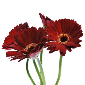 Mini Gerbera Daisies Kir Red