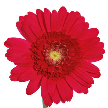 Mini Gerbera Daisies Mistletoe Berry Red
