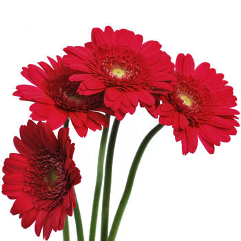 Mini Gerbera Daisies Mistletoe Berry Red