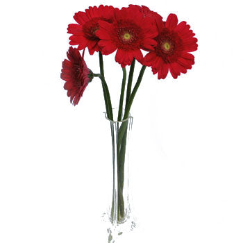 Mini Gerbera Daisies Mistletoe Berry Red
