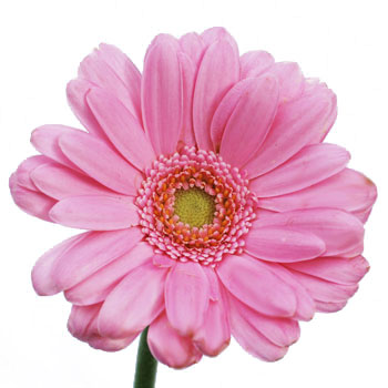Mini Gerbera Daisies Peter Pan Pink