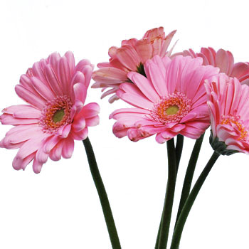 Mini Gerbera Daisies Peter Pan Pink