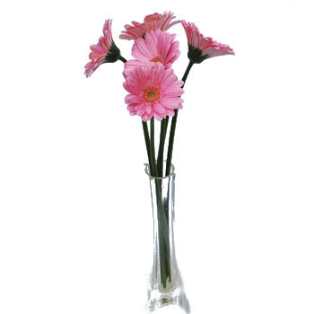 Mini Gerbera Daisies Peter Pan Pink