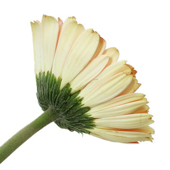 Bicolor Pink and White Gerbera Daisy