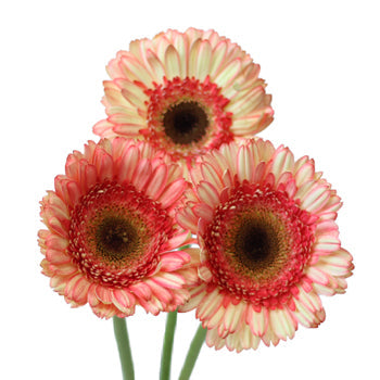 Bicolor Pink and White Gerbera Daisy