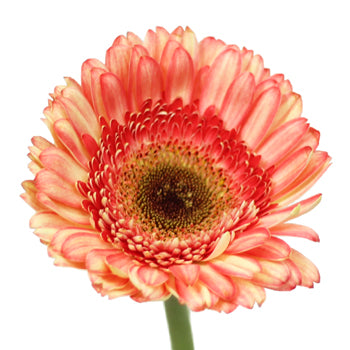 Bicolor Pink and White Gerbera Daisy