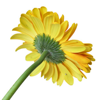 Bright Sunflower Gerbera