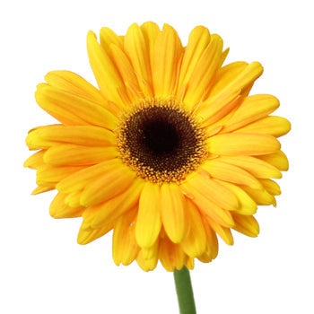 Bright Sunflower Gerbera