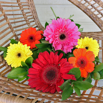 Save the Gerber Daisies Combo Pack