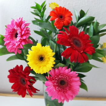 Save the Gerber Daisies Combo Pack