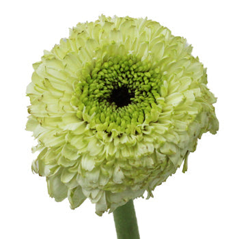 White Mint Gerrondo Daisies
