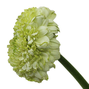 White Mint Gerrondo Daisies