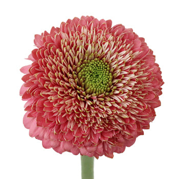 Salmon Pink Gerrondo Daisies