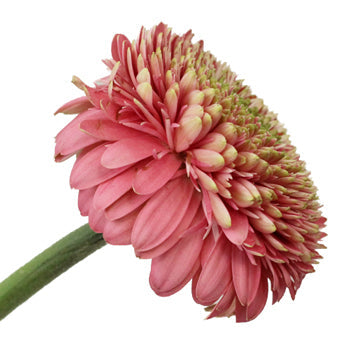 Salmon Pink Gerrondo Daisies