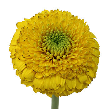 Gerrondo Gerbera Yellow Flower