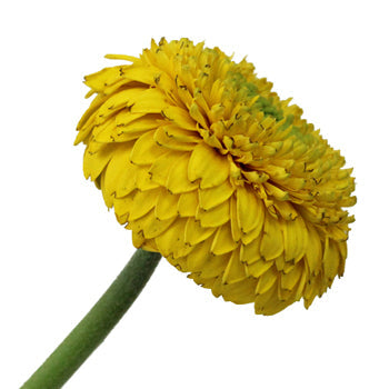 Gerrondo Gerbera Yellow Flower
