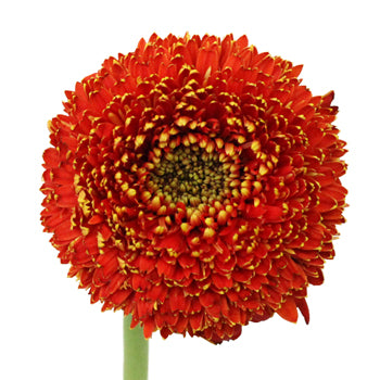 Orange Bulk Gerrondo Gerbera Daisies