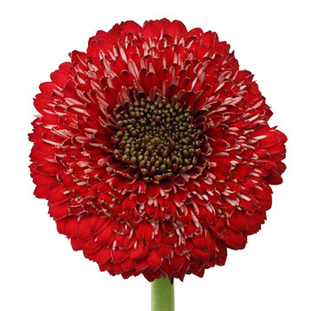 Red Gerrondo Gerbera Daisies