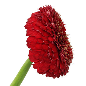 Red Gerrondo Gerbera Daisies