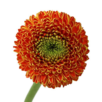 Orange with Yellow Gerrondo Daisies