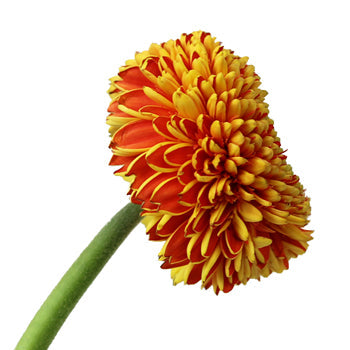 Orange with Yellow Gerrondo Daisies
