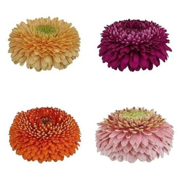 Gerrondo Gerbera Daisy Flowers Assorted Colors