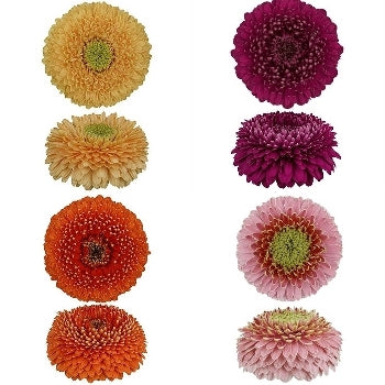 Gerrondo Gerbera Daisy Flowers Assorted Colors