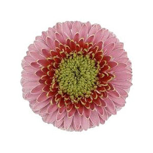 Light Pink Novelty Gerbera Gerrondo Daisies