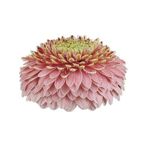 Light Pink Novelty Gerbera Gerrondo Daisies