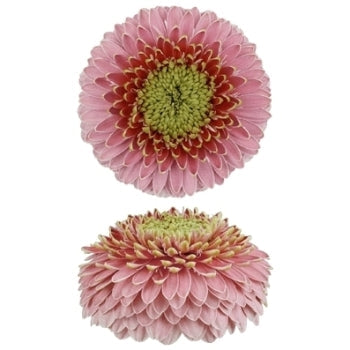 Light Pink Novelty Gerbera Gerrondo Daisies