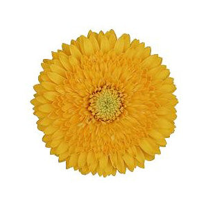 Gerrondo Gerbera Yellow Flower