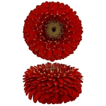 Red Gerrondo Gerbera Daisies