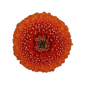 Orange Bulk Gerrondo Gerbera Daisies