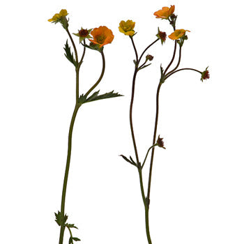 Geum Mango Lassi Flower