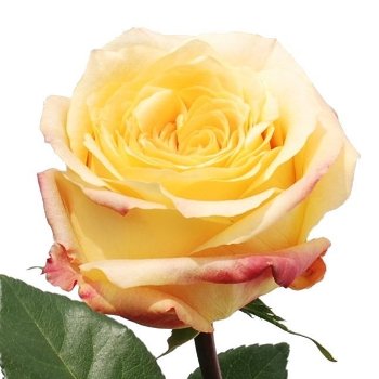Geisha Butter Yellow Rose