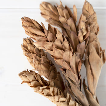 Dried Ginger